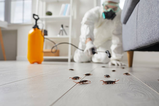 Post-Treatment Bed Bug Interceptor Monitoring in Verona